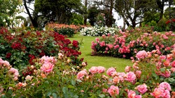 Rose garden.  Beautiful display of roses in a large garden setting.