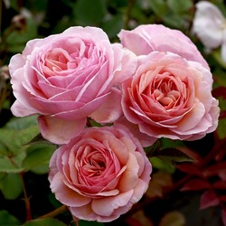 Rosa 'A Shropshire Lad' (Ausled).  An English shrub rose bred by David Austin.