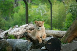 lion cub in the grass, lion cub in the zoo, portrait of a female lion, Lioness
