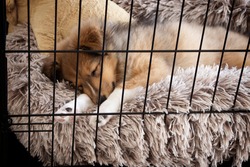 Crate Training Puppy. Sheltie sleeping on fluffy and warm bed. Winter Concept 