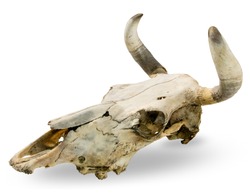 bull skull on a white background