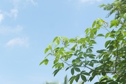 A bright blue sky in the dry season with fresh green leaf shoots in the foreground. A beautiful background combination