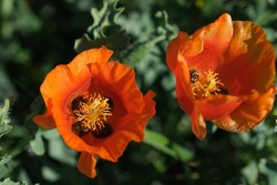 Close-up poppy flower.Orange poppy in the garden. Papaver oriental. It is a perennial flowering plant.