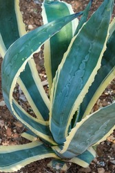 Close-up American agave striped - species of the genus Agave, Asparagus family in Sochi. Marginata. Agave century plant with large green leaves and yellow jagged edges.