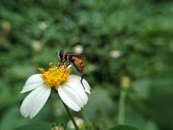 Hoverflies, also called flower flies or syrphid flies, are the insect family Syrphidae known well as helophilus pendulus