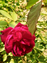 Natural fresh rose flower close shot