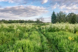 A spring meadow with tall grass, a small group of trees and a country road overgrown with grass. Blue sky with raised gray-white clouds. White honey flowers and fresh green grass. Early summer 