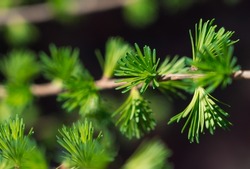 Twigs of a young larch with green soft needles on a dark background. Close-up with selective focus. Spring. Evergreen. The beauty of nature is in the details.