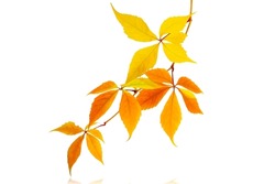 An isolated branch of a creeper with bright red and yellow leaves on a white background. Isolate, autumn leaves on a white background.