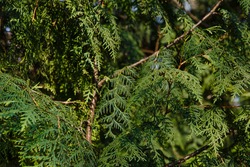 Cypress or thuja arbor vitae, conifer tree branches texture. Cypress green foliage background pattern.  Green leaves of thuja or arborvitae