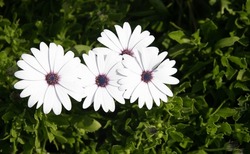 Group of blooming swan river daisy white flower in spring. Gardening outdoors.
