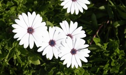 Group of blooming swan river daisy white flower in spring. Gardening outdoors.