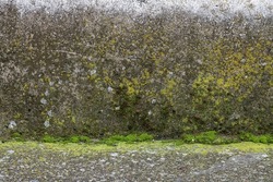 Grey concrete wall covered with green moss. Empty background.