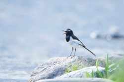 Wagtail sings on a rock of the river.
