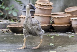 Lame goose standing on the cement floor .
