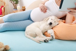 Pregnant woman reading tablet with golden retriever puppy at home