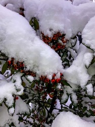 A close-up of snow on a red and orange shrub plant known as the Pyracantha Red Column. Red berries of Pyracantha Red Column with branches in the background. Selective focus.