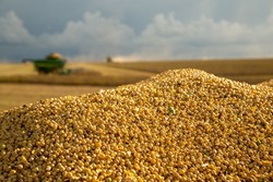 The most produced grain in the country, Brazilian soy stands out for its competitiveness on the international market.
But to stand out in oilseed production, it is necessary to have productivity 