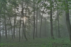 leafy forest in mist and fog