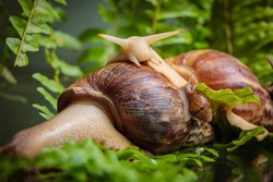 A large white snail with small snails is crawling along the branches of the plant. Close-up.