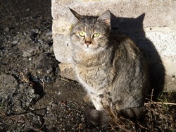 A gray street cat with green eyes looks into the camera. Colum in contrast lighting.