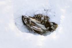 A dead bird in the snow. Wing and bird feathers in a snowdrift in winter.