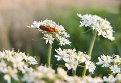 Two Common red soldier beetles (Rhagonycha fulva), commonly known in England as Hogweed bonking beetle, mating on the white flowers of Hogweed (Heracleum sphondylium), also known as Cow parsnip