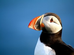 Portrait of an Atlantic puffin (Fratercula arctica) against the blue background of the Atlantic ocean. Copy space to the left.