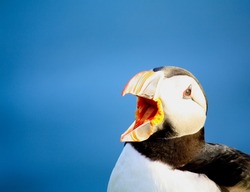 Portrait of an Atlantic puffin (Fratercula arctica) with its bill open, seen against the blue background of the Atlantic ocean. Copy space to the left.