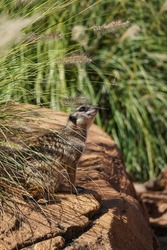 Cute Meerkat Looking Around, African Mammal, Desert Animal, Brown Cute Meerkat on watch.