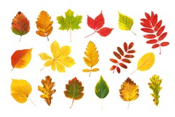 Colorful and bright autumn leaves collection isolated at white background. Foliage herbarium set. Leaf patterns.