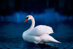White swan in the lake with blue dark background on the sunset. 