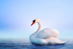 White swan in the foggy lake at the dawn. Morning lights. Romantic background. Beautiful swan. Cygnus. Romance of white swan with clear beautiful landscape.