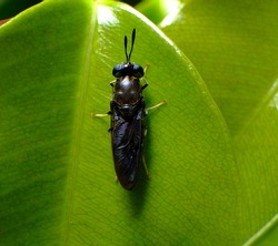 Black Soldier Fly. Latin name Hermetia illucens resting on a leaf