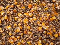 Natural textured background of a grain mixture of wheat and corn (maize). The real appearance of a mixture of different seeds, golden maize grains (corn), the texture of yellow wheat as a background.