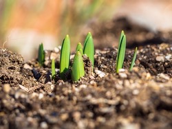Young spring shoots are a new life. Floriculture and gardening. Small green shoots of daffodil flowers make their way through the ground in early spring in the garden
