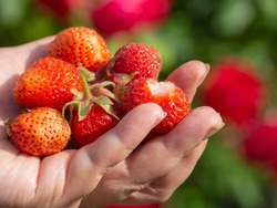 A macro image depicting a woman's hands holding a bunch of fresh strawberries just picked in the garden. There is still some dirt on her hands and fingers, as well as on the fruit. A place to copy.
