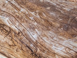 The texture of brown wood with veins and cracks. pattern on wood texture. Old wooden textured background for demonstration. An old rotten log. Close-up of wood texture for graphic design or wallpaper.