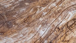 Close-up of wood texture for graphic design or wallpaper. The texture of brown wood with veins and cracks. pattern on wood texture. Old wooden textured background for demonstration. An old rotten log.