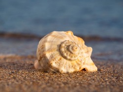 A seashell on the beach.  A seashell and a sandy beach on a blurred background of the sea. Conch shell on beach with waves.