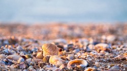 Summer concept with a beach, seashells. Seashells and ladybug on a wild sea beach in the sunset sunlight close-up, focus in the foreground.