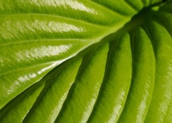 Natural fresh textured background of bright green leaf in sunlight. Organic eco-background. The concept of purity and naturalness. Macro photography of a green leaf of a plant-natural texture.