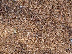 Macro photo of beach sand. Natural seashell sand. Sandy texture. Sea sand. Sandy background.