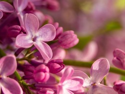Macro photo of spring lilac purple flowers, abstract soft floral background. Macro purple-red flowers. Pink lilac flowers close-up, floral textured background. Beautiful purple-lilac floral background