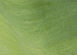 Macro photography of a green leaf of a plant in its natural state without processing, selective focusing. Naturalness.