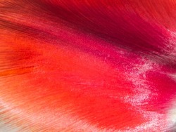 Macro photography of a tulip petal in the sun. The texture of the tulip background in the sun. Abstract texture. The surface of a red tulip petal. Macro petal photo, abstract red background.