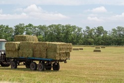 A tractor carries bales of hay on a trailer across the field. Transportation of hay bales by tractor and platform. Bales of hay in the field. Preparation of animal feed