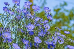 Summer background with blooming blue flax flowers. Close-up of blue flax flowers in spring, shallow depth of field