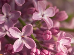 Macro photography of pale pink petals of lilac flowers, shallow depth of field selective focus. Texture floral background for the design.