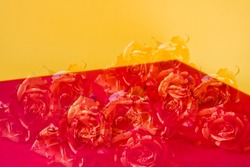 Unfocused roses closeup, floral background, double exposure.Blurred floral background. Holiday card. 